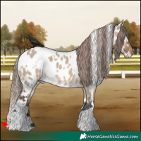 Horse Color:White Spotted Brown Dun Appaloosa 