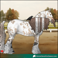 Horse Color:White Spotted Brown Dun Appaloosa 