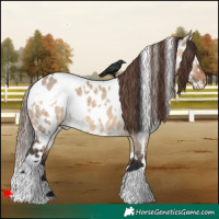 Horse Color:White Spotted Brown Dun Appaloosa 
