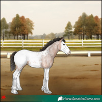 Horse Color:Bay Roan Splash Snowcap 