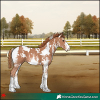 Horse Color:White Spotted Chestnut Sabino 