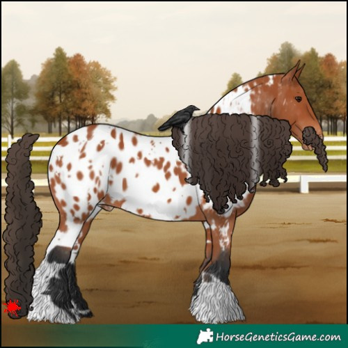Horse Color:White Spotted Bay Appaloosa 