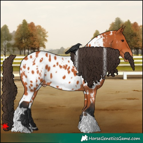 Horse Color:White Spotted Bay Appaloosa 