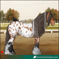 Horse Color:White Spotted Bay Near Leopard 