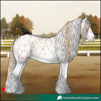 Horse Color:Red Dun Roan Splash Leopard 
