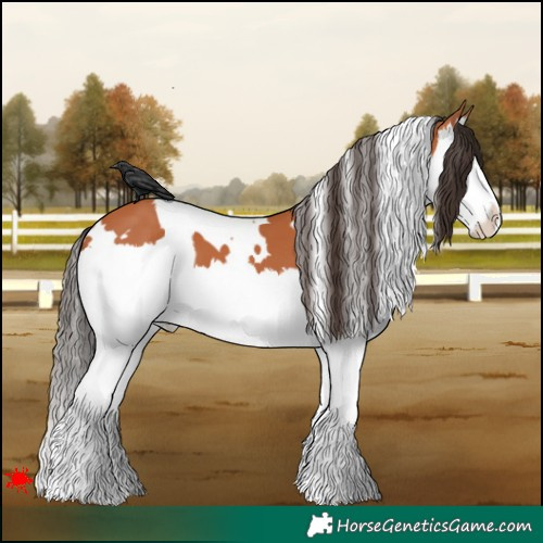 Horse Color:White Spotted Bay Splash 