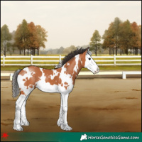 Horse Color:White Spotted Bay Splash