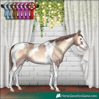 Horse Color:Red Dun Onyx Splash Tobiano Appaloosa Rabicano 