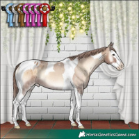 Horse Color:Red Dun Onyx Splash Tobiano Appaloosa Rabicano 