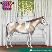 Horse Color:Red Dun Onyx Splash Tobiano Appaloosa Rabicano