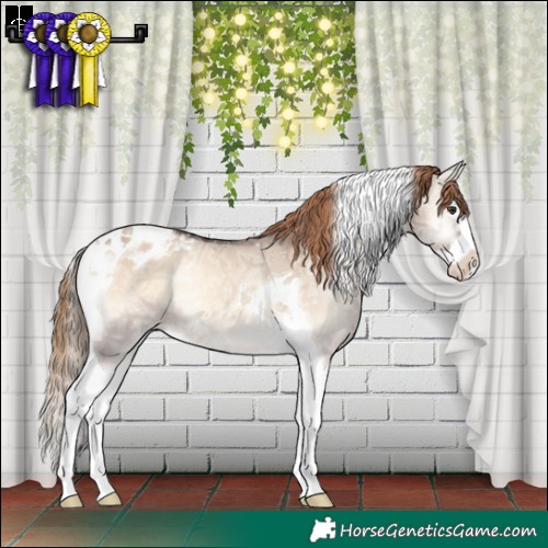 Horse Color:Liver Red Dun Ice Onyx Splash Tobiano Appaloosa Rabicano 