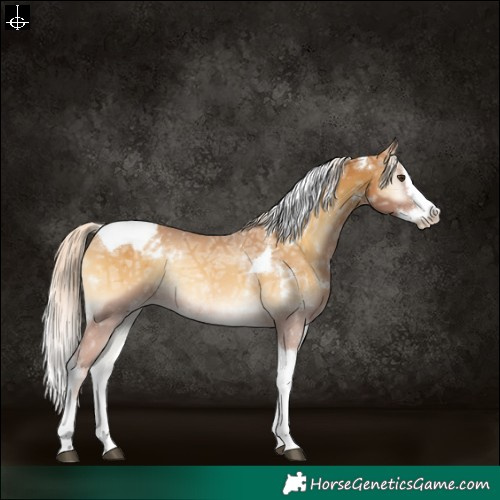 Horse Color:White Spotted Palomino Ice Onyx Splash Tobiano Varnish Rabicano 