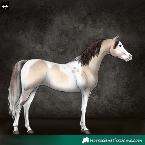 Horse Color:Bay Onyx Splash Tobiano Varnish Rabicano 