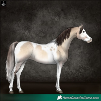 Horse Color:Bay Onyx Splash Tobiano Varnish Rabicano 