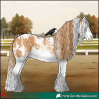 Horse Color:White Spotted Chestnut Splash Appaloosa 