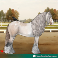 Horse Color:Bay Dun Varnish 
