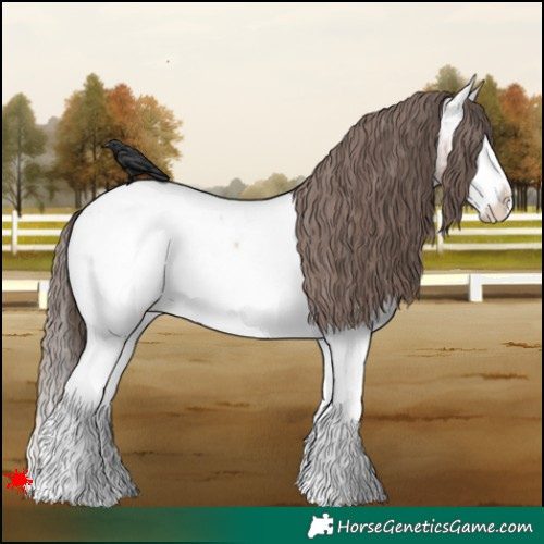 Horse Color:Bay Roan Splash Appaloosa 