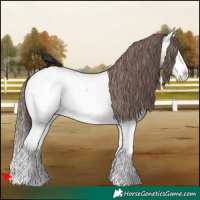 Horse Color:Bay Roan Splash Appaloosa 
