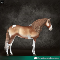 Horse Color:Red Onyx Splash Tobiano Appaloosa Rabicano 