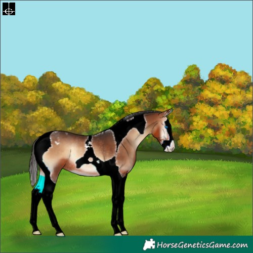 Horse Color:Bay Onyx Splash Tobiano Appaloosa Rabicano 