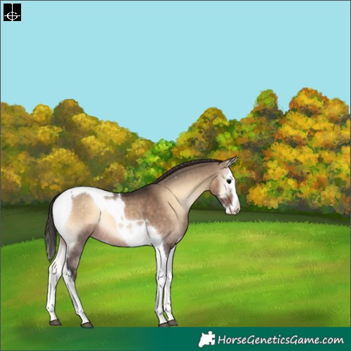 Horse Color:Brown Onyx Splash Tobiano Varnish Rabicano 