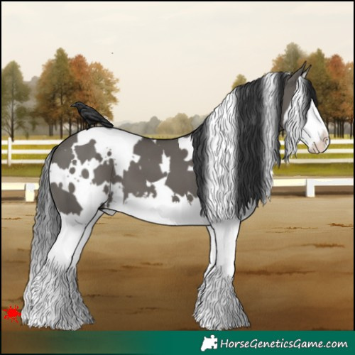 Horse Color:White Spotted Grullo Splash 