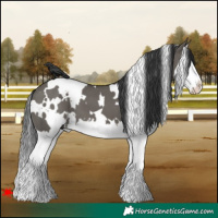 Horse Color:White Spotted Grullo Splash 