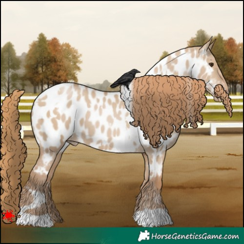 Horse Color:White Spotted Grullo Pearl Appaloosa 