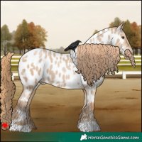 Horse Color:White Spotted Grullo Pearl Appaloosa 