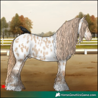 Horse Color:White Spotted Grullo Pearl Appaloosa