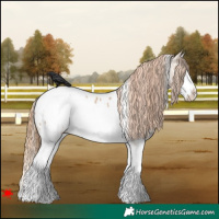 Horse Color:White Spotted Grullo Pearl Splash Frame Blanket Rabicano