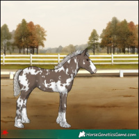Horse Color:White Spotted Silver Black 