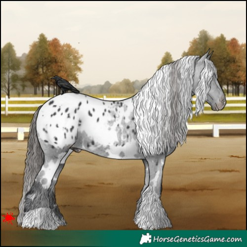 Horse Color:White Spotted Black Blanket 