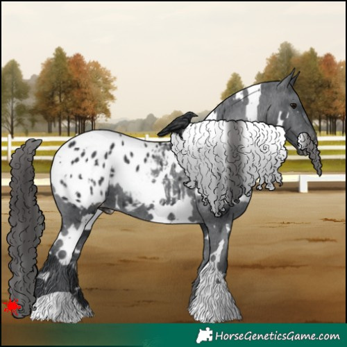 Horse Color:White Spotted Black Appaloosa 