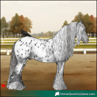 Horse Color:White Spotted Black Appaloosa 