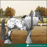 Horse Color:White Spotted Black Appaloosa 
