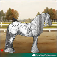 Horse Color:White Spotted Black Appaloosa 