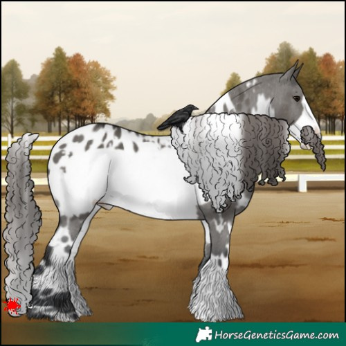 Horse Color:White Spotted Grullo Frame Appaloosa 