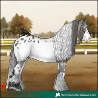 Horse Color:White Spotted Grullo Frame Near Leopard 