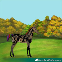 Horse Color:Void Painted Buckskin Dun Tobiano Appaloosa 