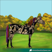 Horse Color:Void Painted Buckskin Dun Tobiano Appaloosa 