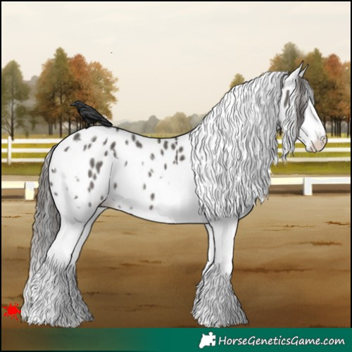 Horse Color:White Spotted Grullo Splash Appaloosa 