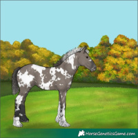 Horse Color:White Spotted Grullo Varnish 