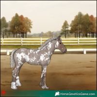 Horse Color:White Spotted Silver Blue Roan 