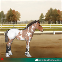 Horse Color:White Spotted Bay Roan Snowcap 