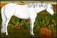 Horse Color:Gray White Spotted Brown Rabicano 