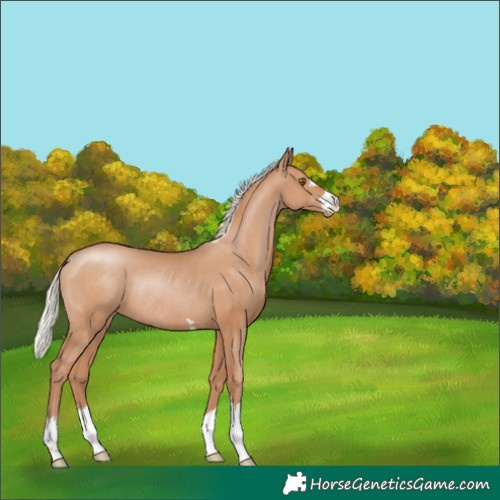 Horse Color:Silver Black Pearl Rabicano 