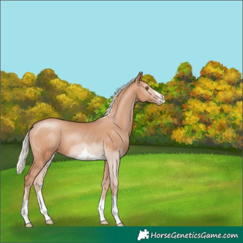 Horse Color:Silver Black Pearl 