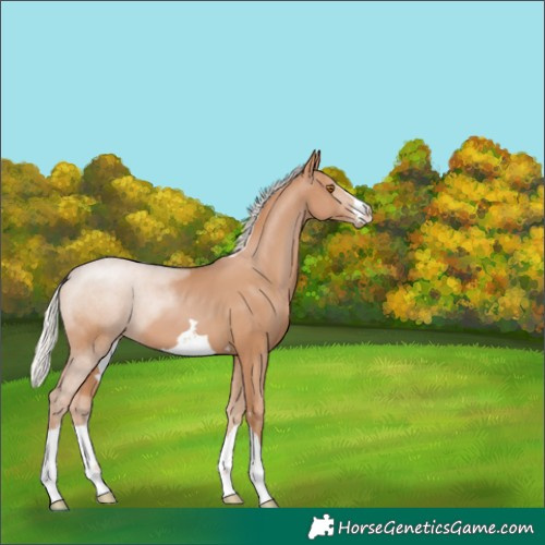 Horse Color:Silver Black Pearl 