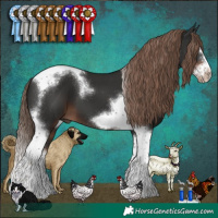 Horse Color:Liver Chestnut Splash Tobiano Frame